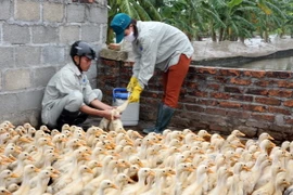 (Ảnh minh họa: Đình Huệ/TTXVN)