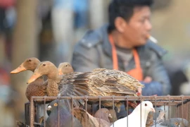 Thêm 2 trường hợp nhiễm cúm H7N9 tại Trung Quốc 
