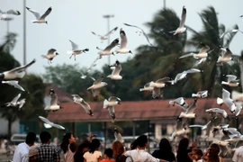 Myanmar-Liên hợp quốc hợp tác cải thiện an ninh xã hội