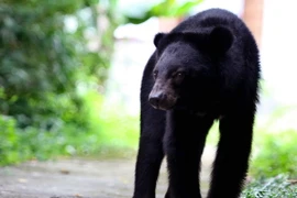 Tạo cơ sở pháp lý xây dựng Danh mục sinh vật quý hiếm