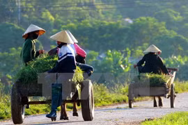 Ảnh minh họa. (Nguồn: TTXVN phát)