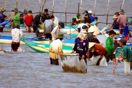 Khai thác nghêu tại bãi Khai Long, Đất Mũi. (Ảnh: Huỳnh Thế Anh/TTXVN)