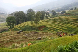 Ruộng bậc thang Sa Pa luôn là điểm du lịch hấp dẫn với du khách trong nước và quốc tế. Ảnh minh họa. (Ảnh: Nhật Anh/TTXVN)