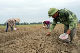 Ảnh minh họa. (Ảnh: Tuấn Anh/TTXVN)