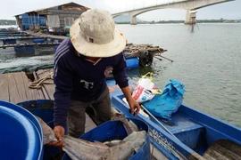 Vớt cá chết ở bè nuôi trên sông Chà Và. (Ảnh: Hoàng Nhị/TTXVN)