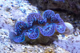 Loài trai tượng khổng lồ. (Nguồn: Fishy Bizness)