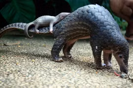 Tê tê Java. (Nguồn: Australian Geographic)