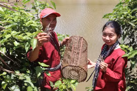 Bến Tre thu hút khách bằng các sản phẩm du lịch gắn với tài nguyên bản địa đặc trưng của miền sông nước. (Ảnh: Huỳnh Phúc Hậu/TTXVN)
