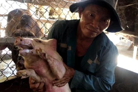 Lợn sau khi tiêm vaccine dịch tả lợn châu Phi tại Quảng Ngãi. (Ảnh: Lê Ngọc Phước/TTXVN)