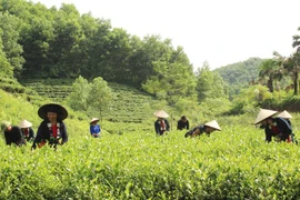 Phát triển vùng sản xuất chè an toàn ở xóm Đồng Tâm, xã Tức Tranh, huyện Phú Lương (tỉnh Thái Nguyên) góp phần nâng cao thu nhập và thu hút khách du lịch. (Ảnh: Hoàng Nguyên/TTXVN)