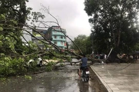 Một cây xanh bị quật ngã do ảnh hưởng của mưa dông ở thị trấn Yên Thế, huyện Lục Yên. (Ảnh: TTXVN phát)