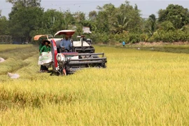 Thu hoạch lúa tại Kiên Giang. (Ảnh: Lê Huy Hải/TTXVN)
