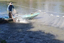 Thu hoạch cá tra tại huyện Thanh Bình (Đồng Tháp). (Ảnh: Văn Trí/TTXVN)