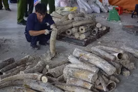 Ngà voi bị phát hiện tại cảng Cát Lái. (Ảnh: Hoàng Hải/Vietnam+)