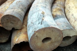 Ảnh chỉ có tính minh họa. (Ảnh: Phạm Hậu/TTXVN)