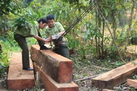 Ảnh chỉ có tính minh họa. (Ảnh: Hồ Cầu/TTXVN)