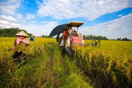 Ảnh chỉ có tính minh họa. (Ảnh: Minh Sơn/Vietnam+)