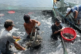 Thu hoạch cá rô. (Ảnh: Duy Khương/TTXVN)