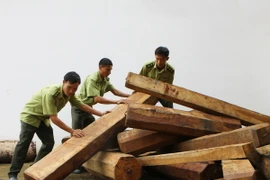 Lực lượng kiểm lâm kiểm đếm số khối lượng gỗ giáng hương bị thu giữ. (Ảnh: Dương Giang/TTXVN)