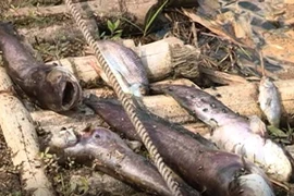 (Ảnh minh họa: Trịnh Duy Hưng/TTXVN)