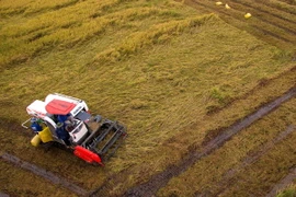 (Ảnh minh họa: Duy Khương/TTXVN)