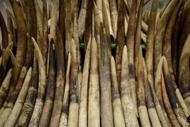 Số ngà voi bị thu giữ tại Hong Kong, Trung Quốc ngày 15/5/2014. (Nguồn: AFP/TTXVN)