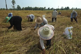 Nông dân gặt lúa trên cánh đồng ở Takbai, tỉnh Narathiwat, miền nam Thái Lan ngày 17/3. (Nguồn: AFP/TTXVN)