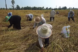 Nông dân gặt lúa trên cánh đồng ở Takbai, tỉnh Narathiwat, miền nam Thái Lan ngày 17/3. (Nguồn: AFP/TTXVN)