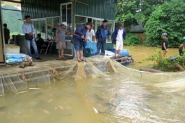 Trong số 35 lồng cá bị cuốn trôi thì có 29 lồng cá mất trắng, 6 lồng còn lại lượng cá còn khoảng 6 tấn. (Ảnh: Văn Tý/TTXVN)