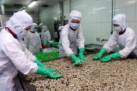 Chế biến tôm tẩm gia vị. (Ảnh: Thanh Liêm/TTXVN)