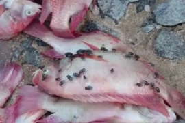 Cá chết bất thường trên sông Cổ Cò. (Ảnh: Trần Lê Lâm/Vietnam+)