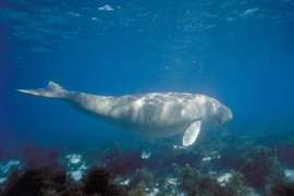 Ảnh minh họa. (Nguồn: AFP/TTXVN)