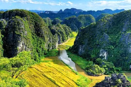 Mùa lúa chín Tam Cốc nhìn toàn cảnh từ Hang Múa. (Ảnh: CTV)