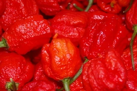 Giống ớt Carolina Reaper cay hơn cả bình xịt hơi cay