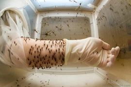 Hiện vẫn chưa có thuốc đặc hiệu và vắcxin chống sốt xuất huyết dengue. (Nguồn: NBC)