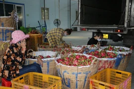 Long An giải quyết tình trạng doanh nghiệp hủy đơn hàng thanh long