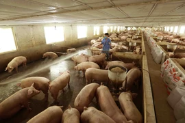 Giá lợn hơi đang tăng từng ngày, phổ biến từ 35.000-45.000 đồng mỗi kg