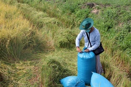 Nông dân thu hoạch lúa. (Ảnh: Ngọc Minh/TTXVN)