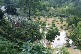 Nhiều diện tích cây ăn quả tại Tuyên Quang bị ngập sâu do mưa lớn. (Ảnh: Nam Sương/TTXVN)