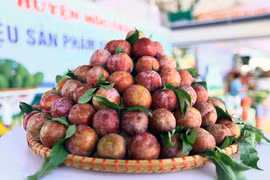 Sản phẩm mận hậu của huyện Mộc Châu, tỉnh Sơn La tại Festival trái cây và sản phẩm OCOP năm 2022. (Ảnh: Quang Quyết/TTXVN)