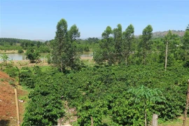 Vườn càphê tại Lâm Đồng. (Ảnh: Dư Toán/TTXVN)