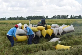 Nông dân thu hoạch lúa Hè Thu. (Ảnh: Chương Đài/TTXVN)