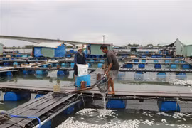 Người dân nuôi cá lồng bè trên sông Chà Và, xã Long Sơn, thành phố Vũng Tàu vớt cá chết cho vào bao tải mang vào bờ xử lý. (Ảnh: Hoàng Nhị/TTXVN)