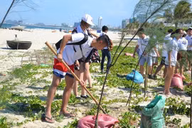 Thanh niên, sinh viên kiều bào tham gia trồng cây ven biển Đà Nẵng. (Ảnh: Đinh Văn Nhiều/TTXVN)
