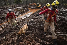 Lực lượng cứu hộ tìm kiếm thi thể nạn nhân sau vụ vỡ đập ở bang Minas Gerais, Brazil. (Nguồn: AFP/TTXVN)