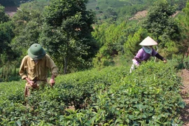 (Ảnh minh họa: Quang Duy/TTXVN)