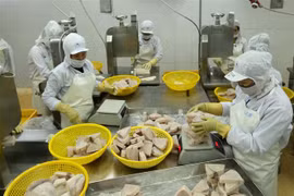 Chế biến sản phẩm cá ngừ đông lạnh xuất khẩu tại nhà máy của Công ty Cổ phần Thủy sản Bình Định. (Ảnh: Vũ Sinh/TTXVN)