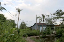 (Ảnh chỉ có tính minh họa: Kim Há/TTXVN)