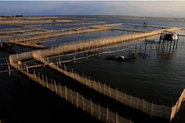 (Ảnh minh họa: Hồ Cầu/TTXVN)