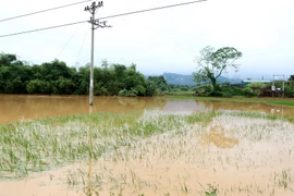 (Ảnh minh họa: Quốc Khánh/TTXVN)